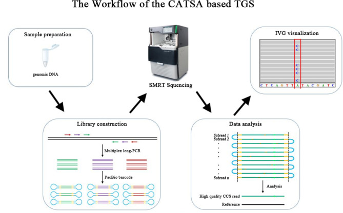 Application of third-generation sequencing technology in the genetic testing of thalassemia.