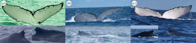 Interbreeding area movement of an adult humpback whale between the east Pacific Ocean and southwest Indian Ocean.