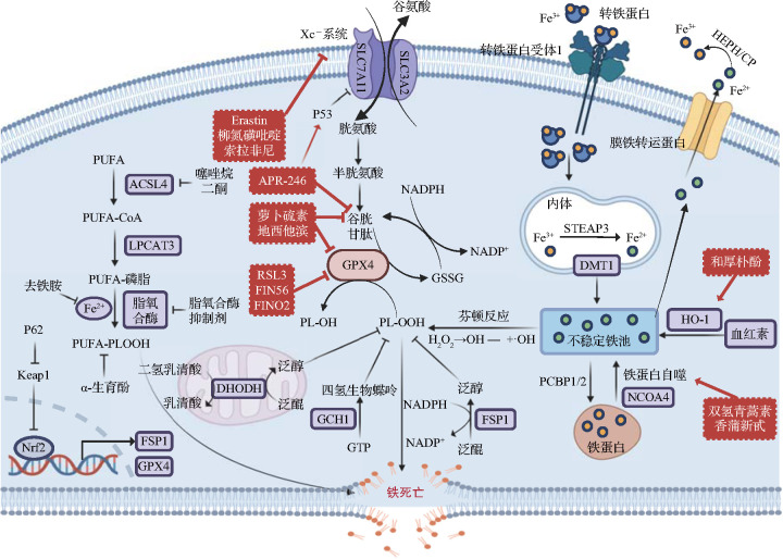 [Research progress of iron metabolism and ferroptosis in myeloid neoplasms].