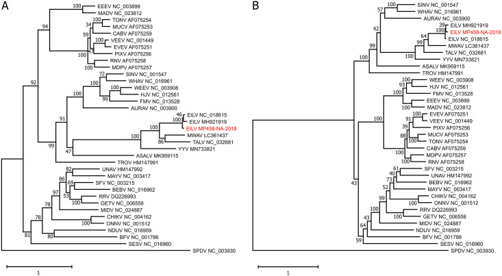 Eilat virus isolated from Culex univittatus mosquitoes from the Namibian Zambezi Region influences in vitro superinfection with alpha- and flaviviruses in a virus-species-dependent manner.