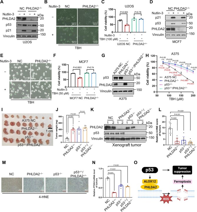 PHLDA2 is critical for p53-mediated ferroptosis and tumor suppression.