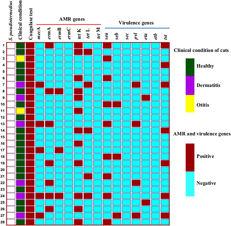 Antimicrobial resistance and virulence profiling of <i>Staphylococcus pseudintermedius</i> isolated from cats, Bangladesh.