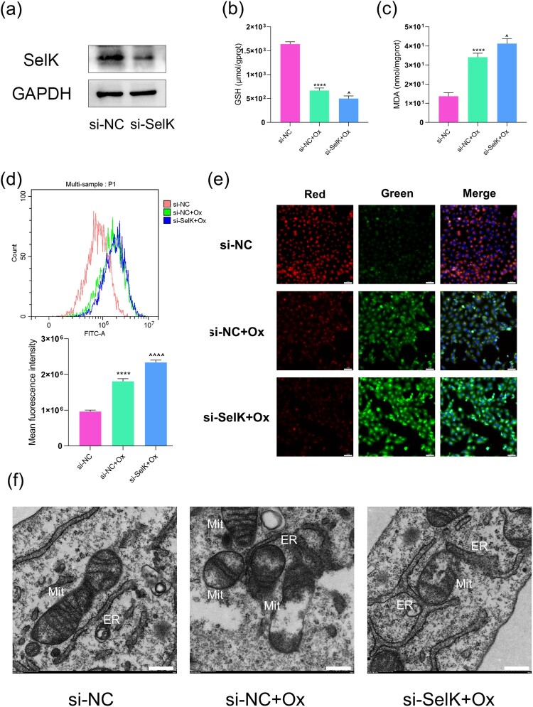 Selenium participates in the formation of kidney stones by alleviating endoplasmic reticulum stress and apoptosis of renal tubular epithelial cells.