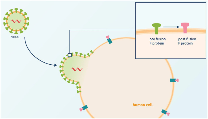 From setbacks to success: lessons from the journey of RSV vaccine development.
