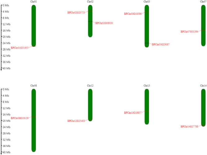 Genome-wide identification and salt stress expression analysis of the PLATZ transcription factor genes in <i>Betula platyphylla</i>.