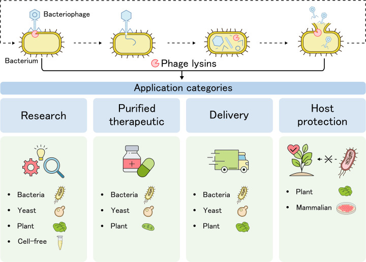 A comparative guide to expression systems for phage lysin production.