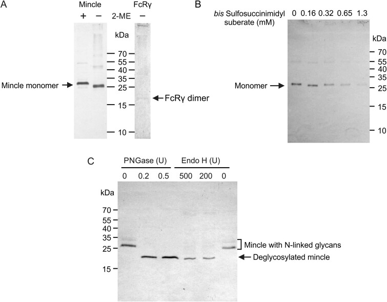 Preformed mincle dimers stabilized by an interchain disulfide bond in the neck region.