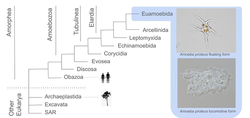 Re-evaluating evidence for giant genomes in amoebae.