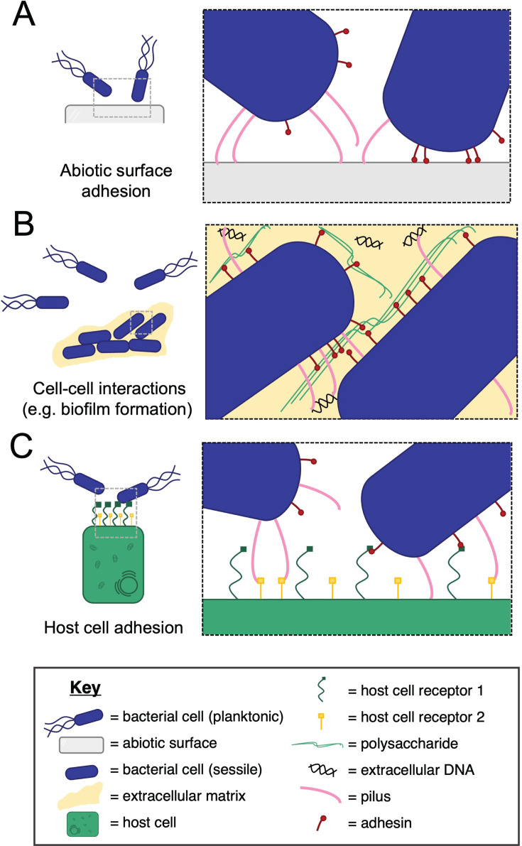 Architectural dissection of adhesive bacterial cell surface appendages from a "molecular machines" viewpoint.