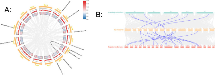 Genome-wide identification and salt stress expression analysis of the PLATZ transcription factor genes in <i>Betula platyphylla</i>.