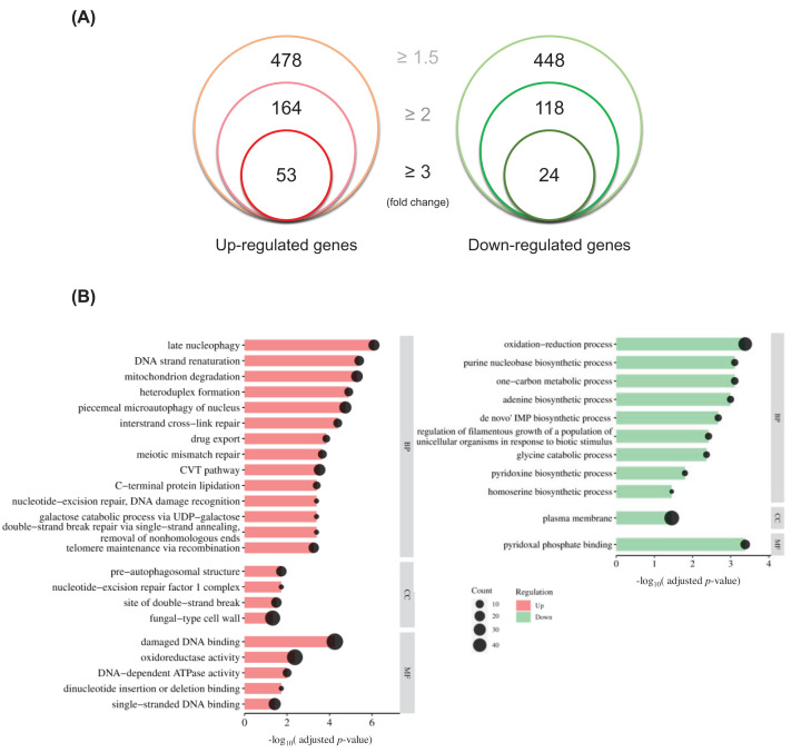 Transcriptional profiling reveals the role of Candida albicans Rap1 in oxidative stress response.