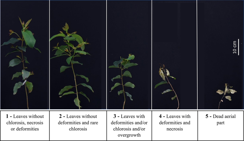 Characterization of glyphosate-tolerant genetically modified eucalyptus.