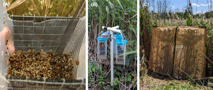 Current status of biological control of introduced Phragmites in Canada: Insights from initial years of post-release monitoring and a larval density release experiment.