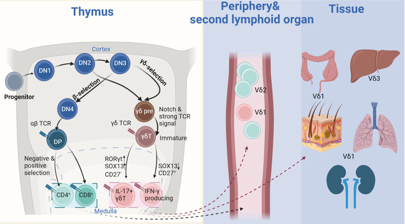 γδ T cells in hematological malignancies: mechanisms and therapeutic strategies.