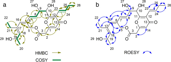 A new peucemycin derivative and impacts of peuR and bldA on peucemycin biosynthesis in Streptomyces peucetius.