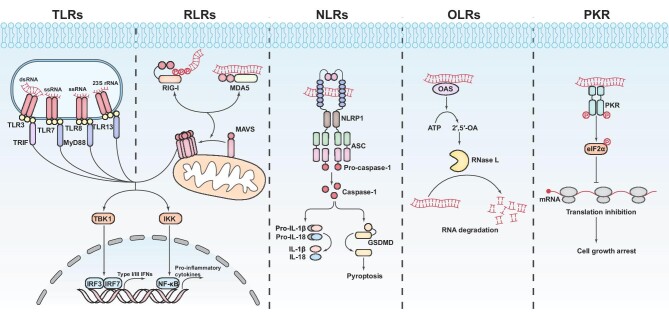 Sterile activation of RNA-sensing pathways in autoimmunity.