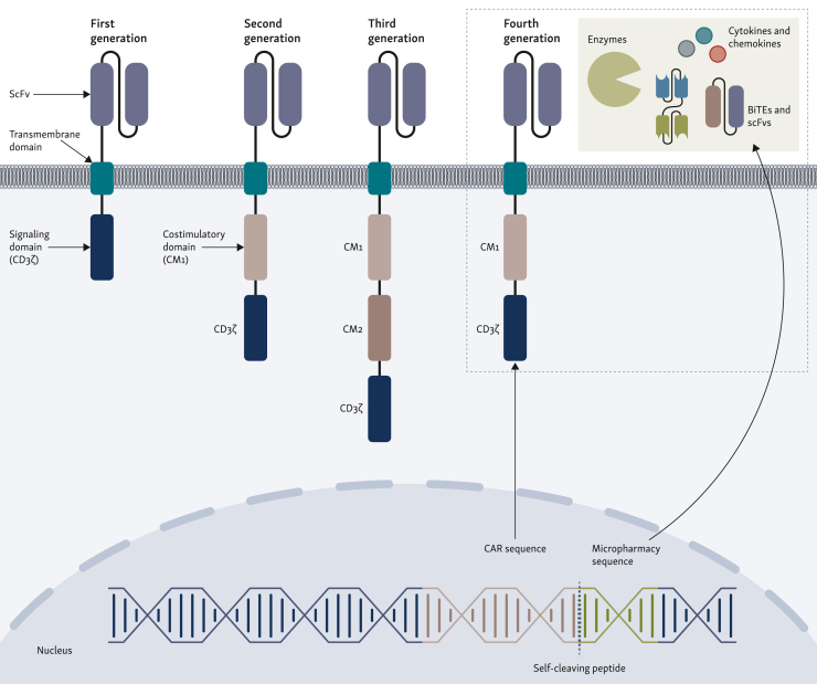 Armoring chimeric antigen receptor (CAR) T cells as micropharmacies for cancer therapy