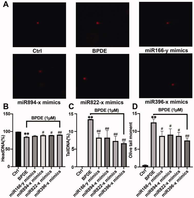 MicroRNAs from Yishen Tongluo formula can repair sperm DNA damage caused by benzo(<i>a</i>)pyrene.