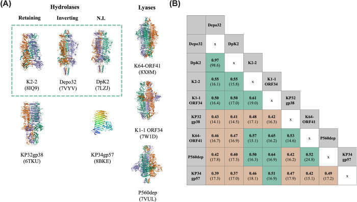 Specificity and diversity of Klebsiella pneumoniae phage-encoded capsule depolymerases.