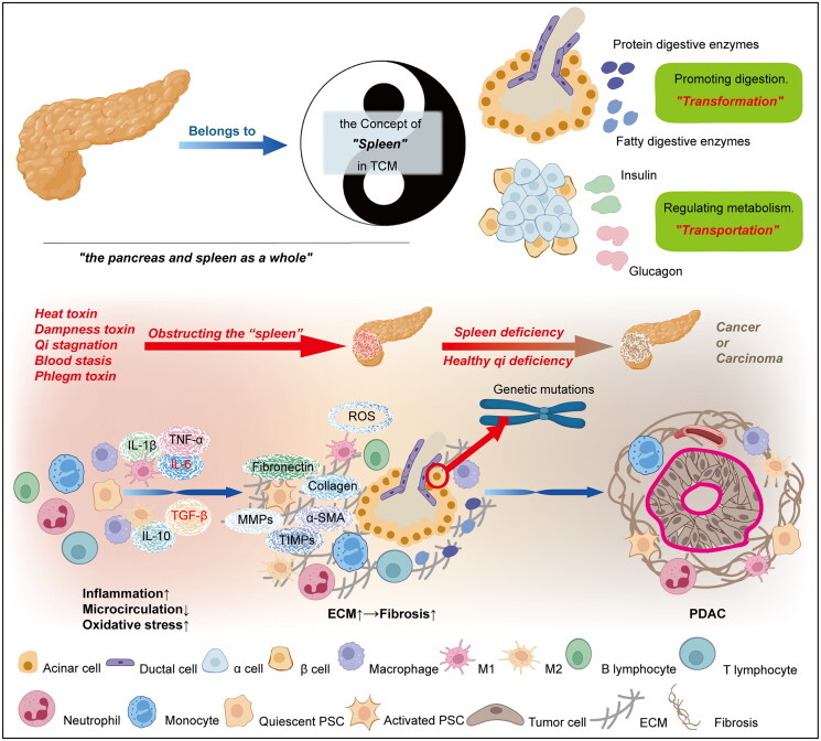 Botanical drugs and their natural compounds: a neglected treasury for inhibiting the carcinogenesis of pancreatic ductal adenocarcinoma.