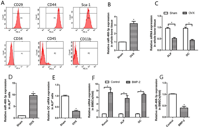 miR-468-3p suppresses osteogenic differentiation of BMSCs by targeting Runx2 and inhibits bone formation.