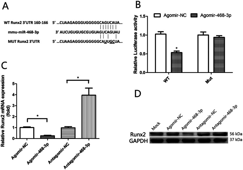 miR-468-3p suppresses osteogenic differentiation of BMSCs by targeting Runx2 and inhibits bone formation.