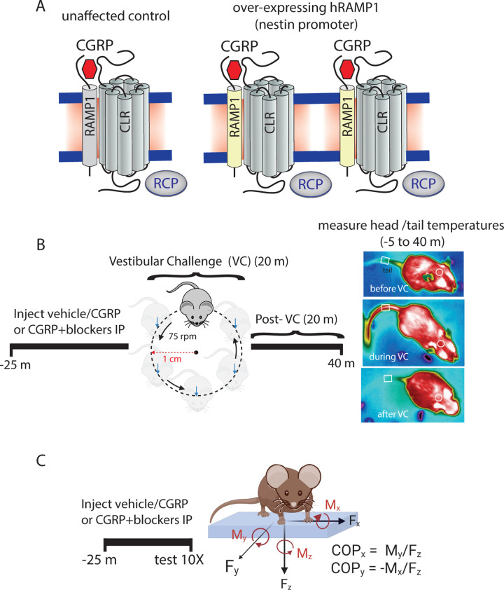 Human RAMP1 overexpressing mice are resistant to migraine therapies for motion sensitivity.