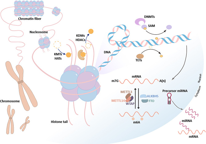 Epigenetic control of dental stem cells: progress and prospects in multidirectional differentiation.