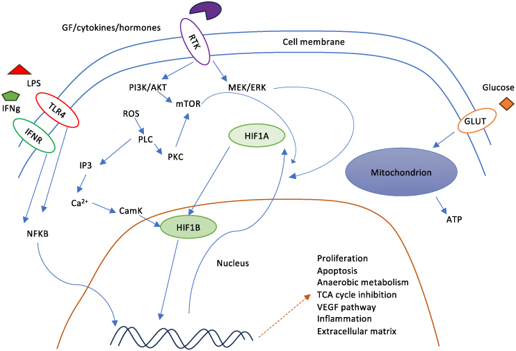 Factors influencing brain recovery from stroke via possible epigenetic changes.