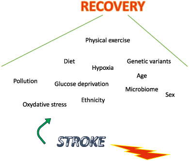 Factors influencing brain recovery from stroke via possible epigenetic changes.