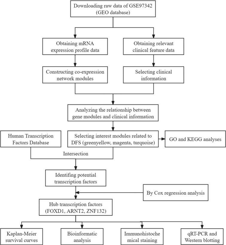 Identification of transcription factors associated with the disease-free survival of triple-negative breast cancer through weighted gene co-expression network analysis.