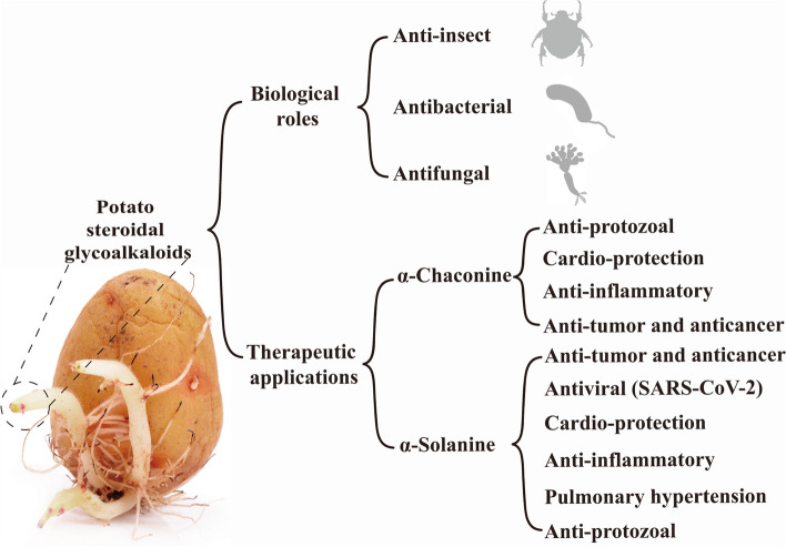 Potato steroidal glycoalkaloids: properties, biosynthesis, regulation and genetic manipulation.