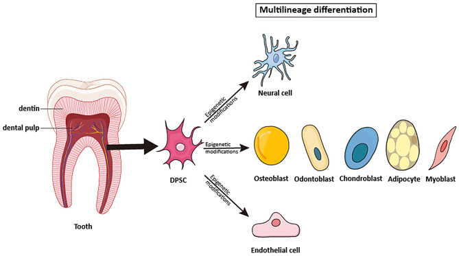 Epigenetic control of dental stem cells: progress and prospects in multidirectional differentiation.