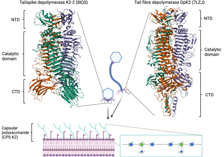 Specificity and diversity of Klebsiella pneumoniae phage-encoded capsule depolymerases.