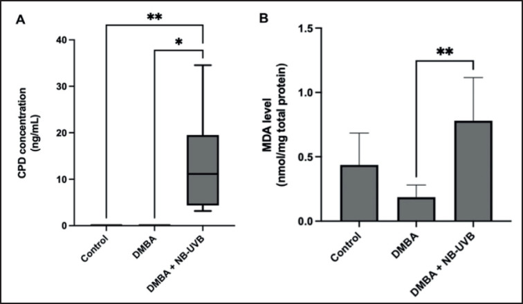 Effect of narrowband ultraviolet B (311 nm) exposure on skin carcinogenesis in Wistar rats.