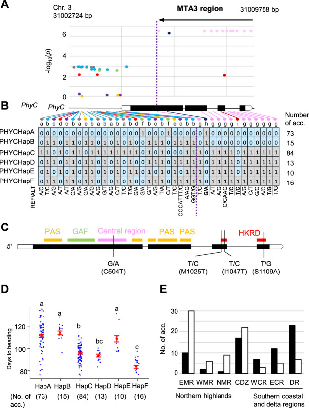 A genome-wide association study using Myanmar <i>indica</i> diversity panel reveals a significant genomic region associated with heading date in rice.