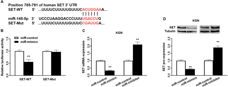 MiR-145-5p regulates granulosa cell proliferation by targeting the <i>SET</i> gene in KGN cells.