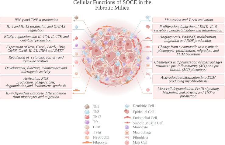 Store-Operated Ca<sup>2+</sup> Entry in Fibrosis and Tissue Remodeling.