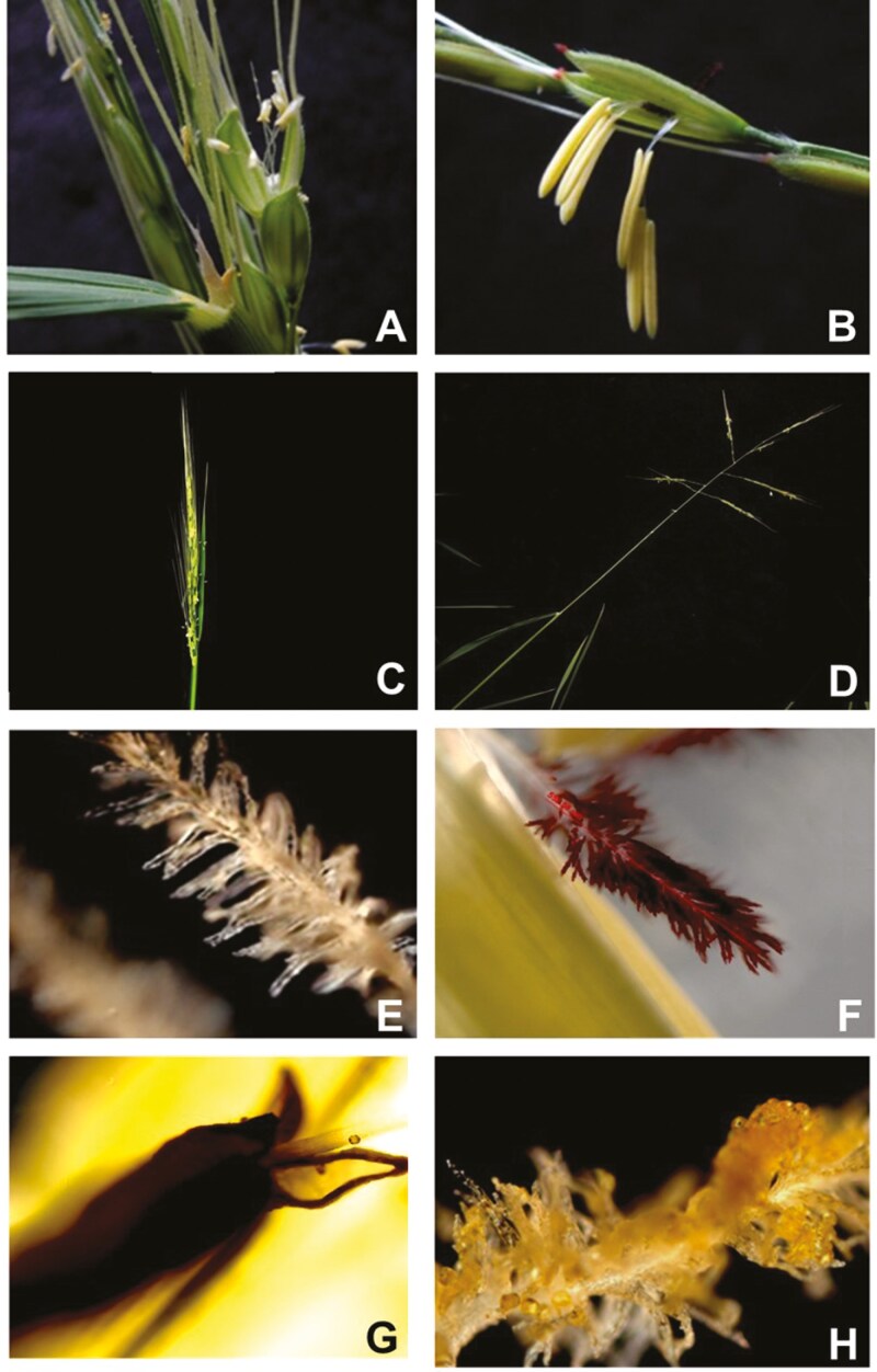 Floral traits underlying mating system differentiation in the wind-pollinated sister species <i>Oryza rufipogon</i> and <i>Oryza nivara</i>.