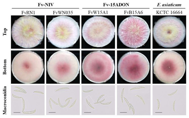 Mycological and Genomic Characterization of Fusarium vorosii, a Potentially Pathogenic Fungus, Isolated from Field Crops and Weeds in Korea.