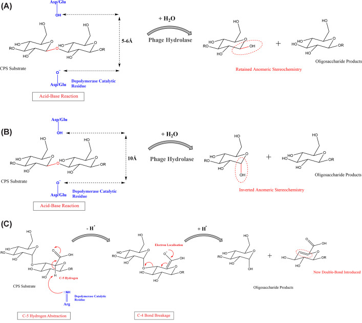 Specificity and diversity of Klebsiella pneumoniae phage-encoded capsule depolymerases.