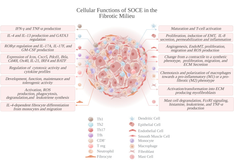 Store-Operated Ca<sup>2+</sup> Entry in Fibrosis and Tissue Remodeling.