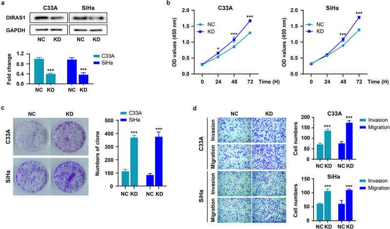 M6A modification regulates tumor suppressor DIRAS1 expression in cervical cancer cells.