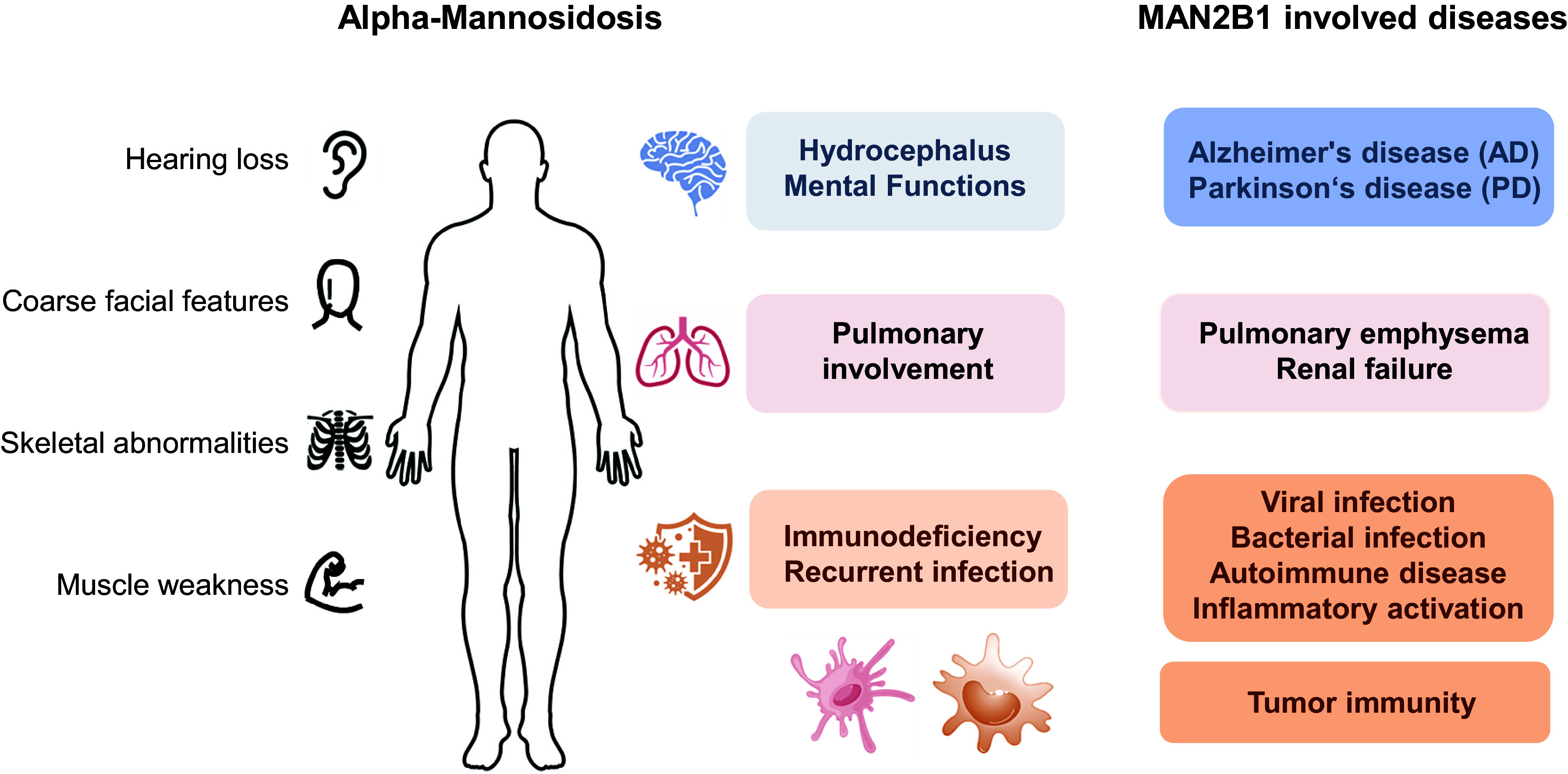 MAN2B1 in immune system-related diseases, neurodegenerative disorders and cancers: functions beyond α-mannosidosis.