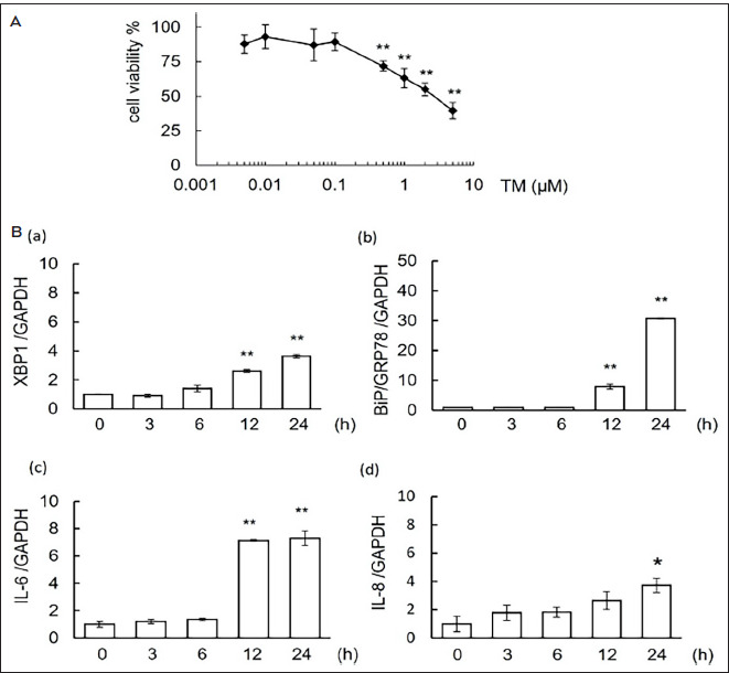 Possible Involvement of X-Box Binding Protein-1 in the Onset of Pulpitis.