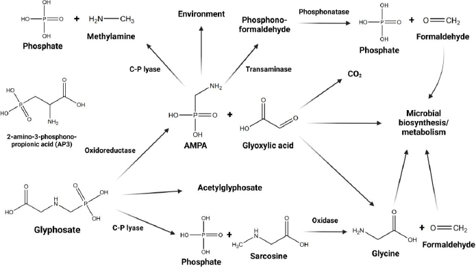Glyphosate-based herbicide metabolic profiles in human urine samples through proton nuclear magnetic resonance analysis.
