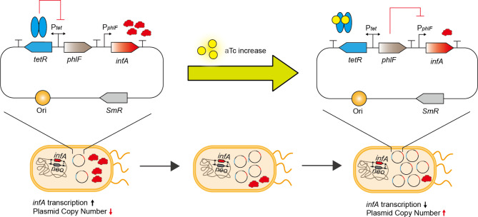 Dynamic control of the plasmid copy number maintained without antibiotics in Escherichia coli.
