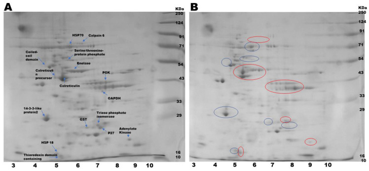HRAMS Proteomics Insights on the Anti-Filarial Effect of <i>Ocimum sanctum</i>: Implications in Phytochemical-Based Drug-Targeting and Designing.
