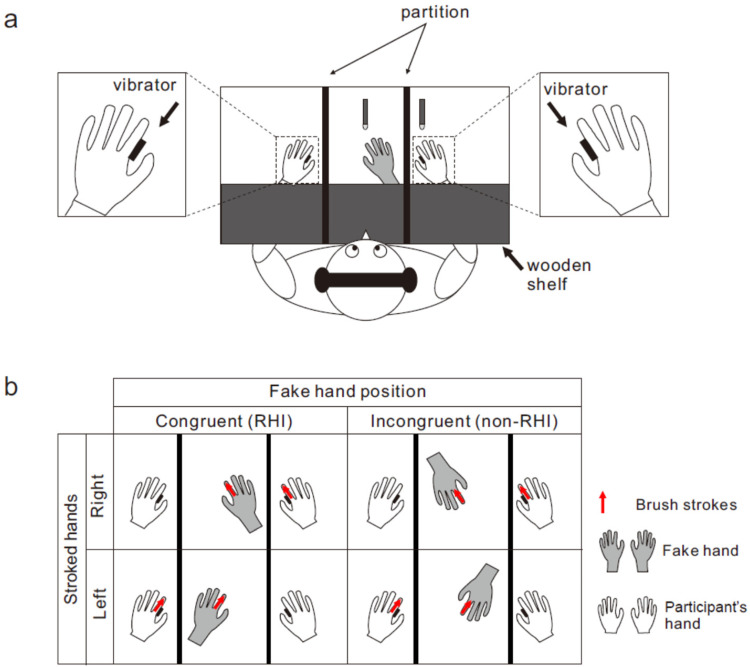 Body ownership and tactile processing: Effects of bilateral rubber hand illusion on tactile temporal order judgment.