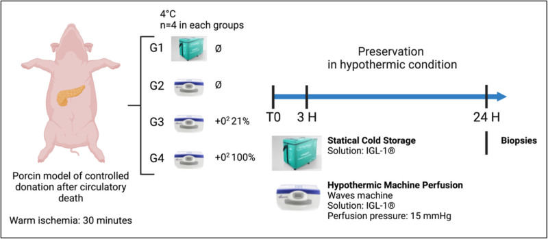 Impact of Hypothermic Perfusion on Immune Responses and Sterile Inflammation in a Preclinical Model of Pancreatic Transplantation.